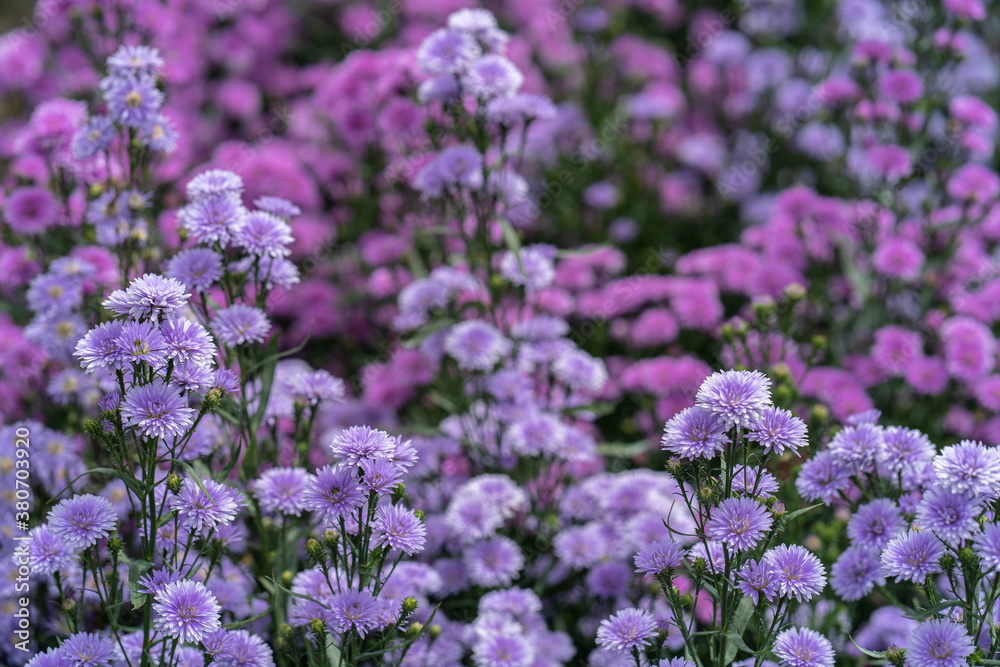 Beautiful blossom Violet Margaret Flower field in summer. Use for background. Beautiful blossom Violet Margaret Flower field in summer. Use for background.