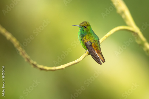 The coppery-headed emerald (Microchera cupreiceps) is a small hummingbird endemic to Costa Rica. It measures a mere 3 in (7.6 cm) in length, and weighs only 3 g  photo
