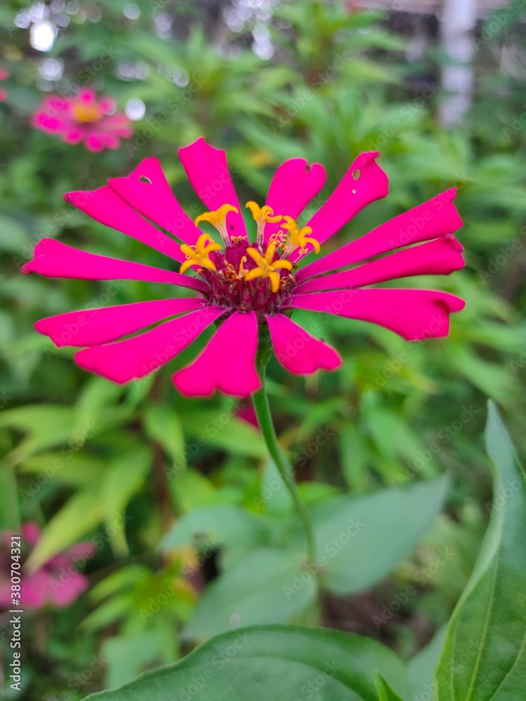 Obraz premium pink flower