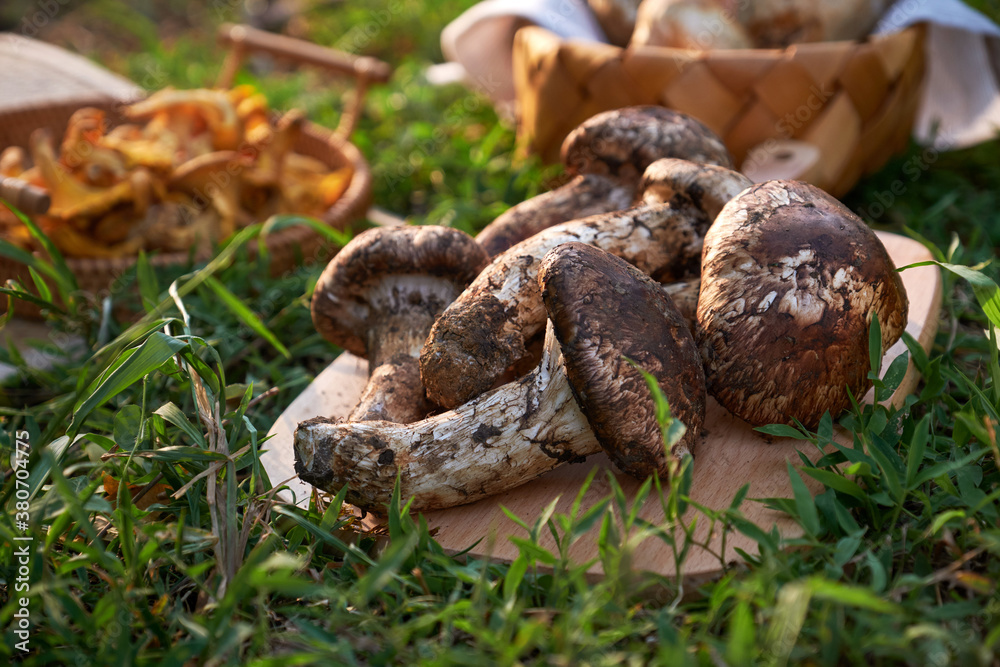 Fresh wild pine Tricholoma and mushrooms on an outdoor picnic party Fresh wild pine Tricholoma and mushrooms on an outdoor picnic party