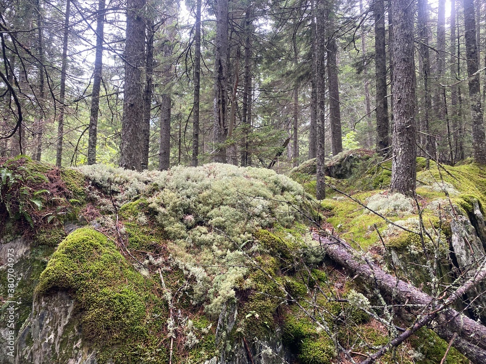 Obraz premium Moss covered forest floor of Maine woods