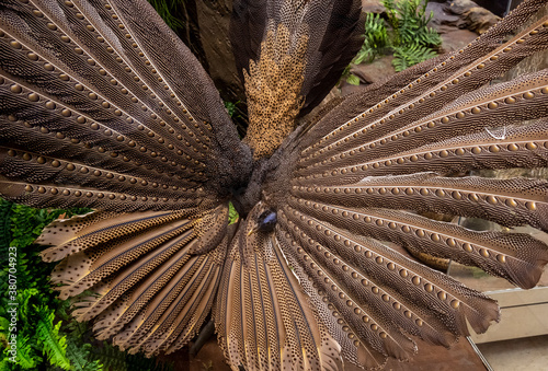 brown peacock bird with amazing feathers