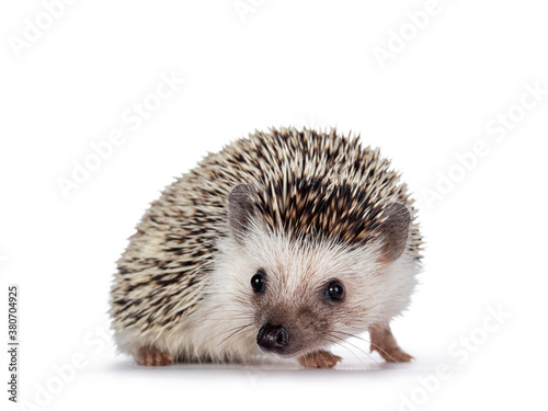 Cute baby African pygme hedgehog, standing side ways. Head turned and looking to camera. Isolated on a white background.