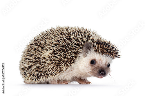 Cute baby African pygme hedgehog, standing side ways. Head turned and looking to camera. Isolated on a white background.