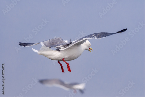 Red-legged Kittiwake (Rissa brevirostris) at St. George Island, Pribilof Islands, Alaska, USA photo