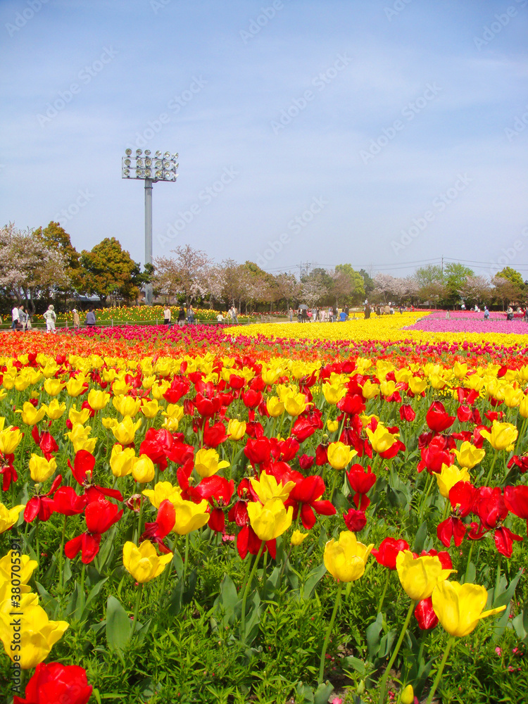 三重県長島市できれいに咲いているチューリップなどの花