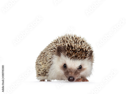 Cute adult African pygme hedgehog, standing facing front. Looking straight to camera. Isolated on a white background.