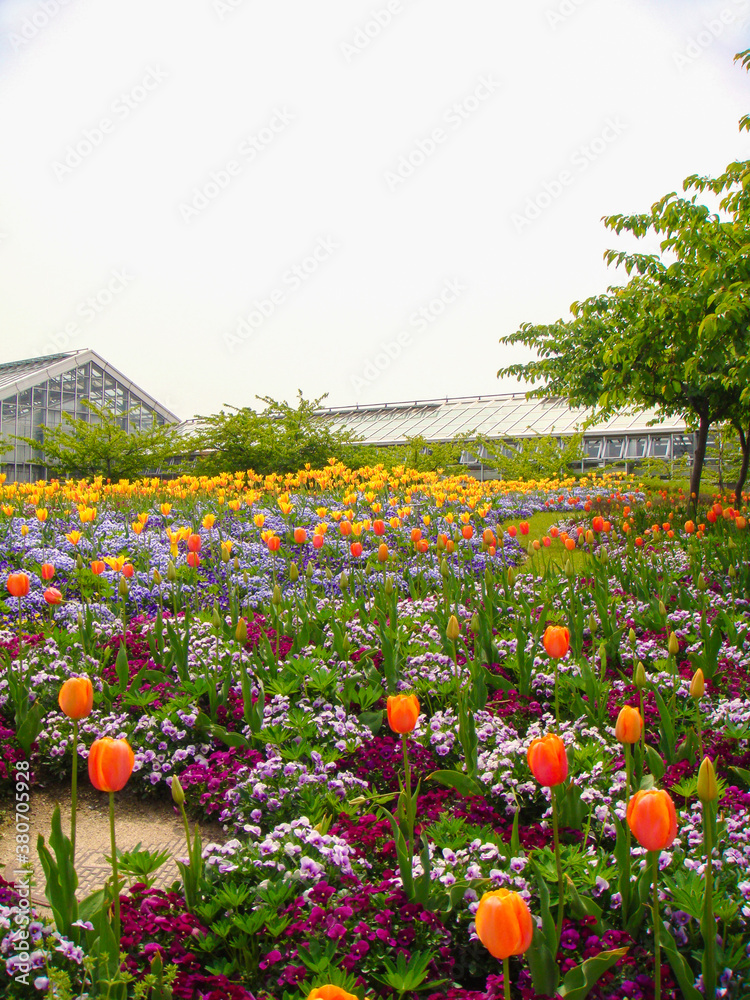 Obraz premium Beautifully blooming flowers such as tulips in Long Island City, Mie Prefecture