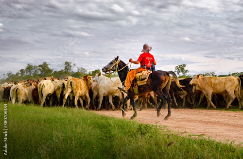 Gaucho rider chasing and gathering cattle in the Chaco Paraguay 