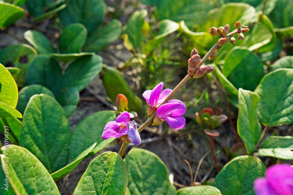 Beach bean flowers, (Carnavalia rosea), Rio de Janeiro, Brazil Beach bean flowers, (Carnavalia rosea), Rio de Janeiro, Brazil