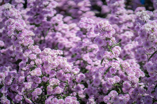 Beautiful blossom violet Margaret flower garden background. Summer background.