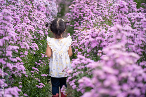 Little girl walking at Beautiful blossom Violet Margaret Flower field. © tienuskin