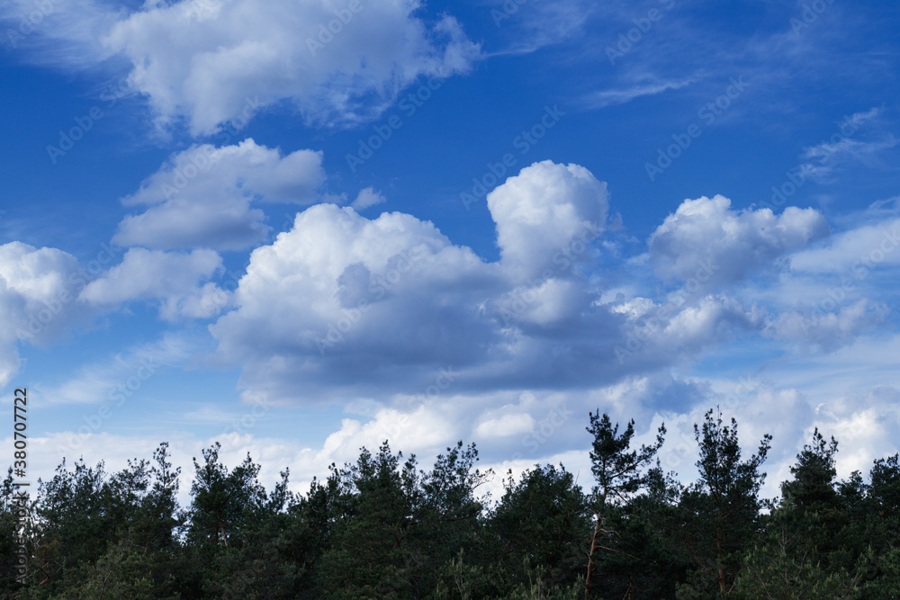 Obraz premium Dramatic stormy cumulus clouds above the top of the forest trees.