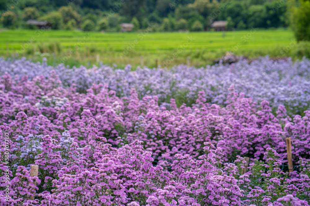 Beautiful blossom Margaret flower garden background. Beautiful blossom Margaret flower garden background.