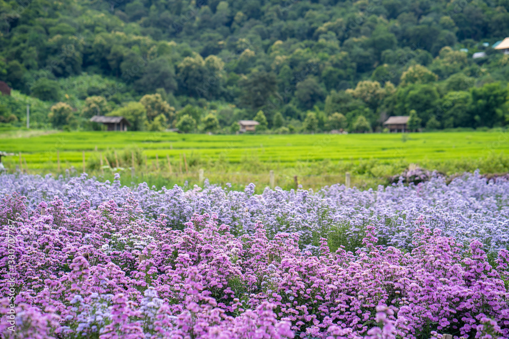 Beautiful blossom Margaret flower garden against rice terrace field. Beautiful blossom Margaret flower garden against rice terrace field.