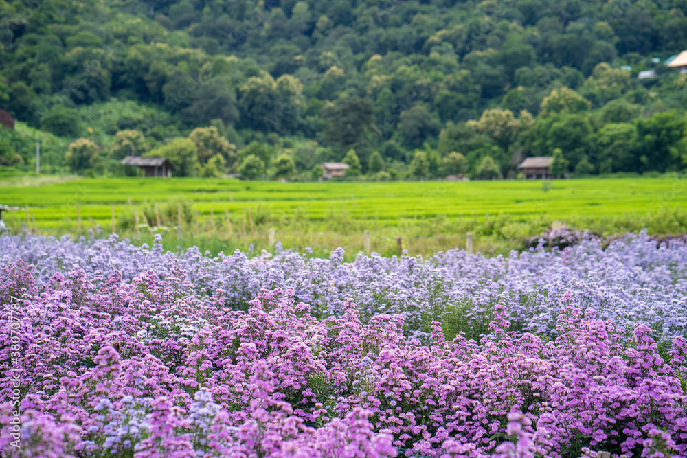 Beautiful blossom Margaret flower garden against rice terrace field.