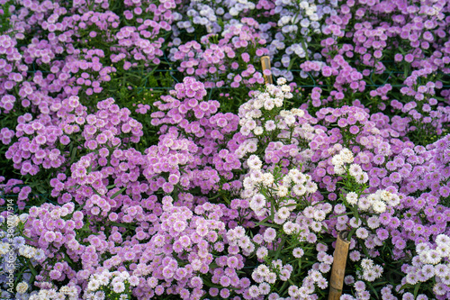 Beautiful blossom Violet Margaret Flower field.