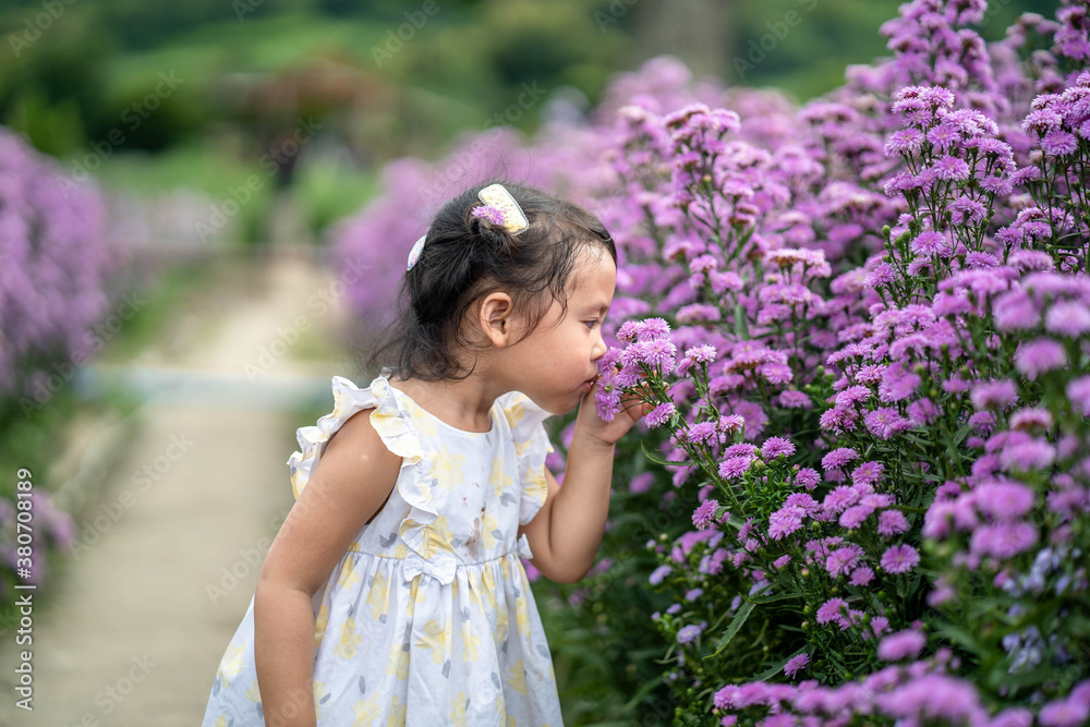 Cute little girl walking at Beautiful blossom Violet Margaret Flower field.