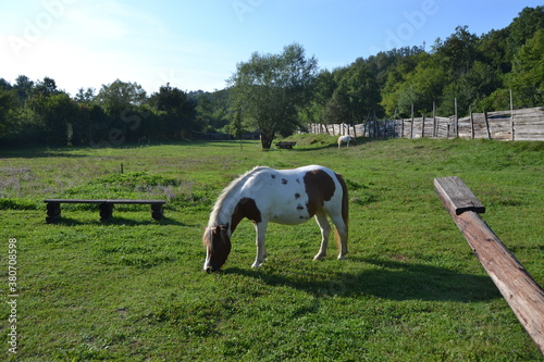 Beautiful two colored horse grazing in the meadow. Horse on the farm in the nature. Doboj, Bosnia photo