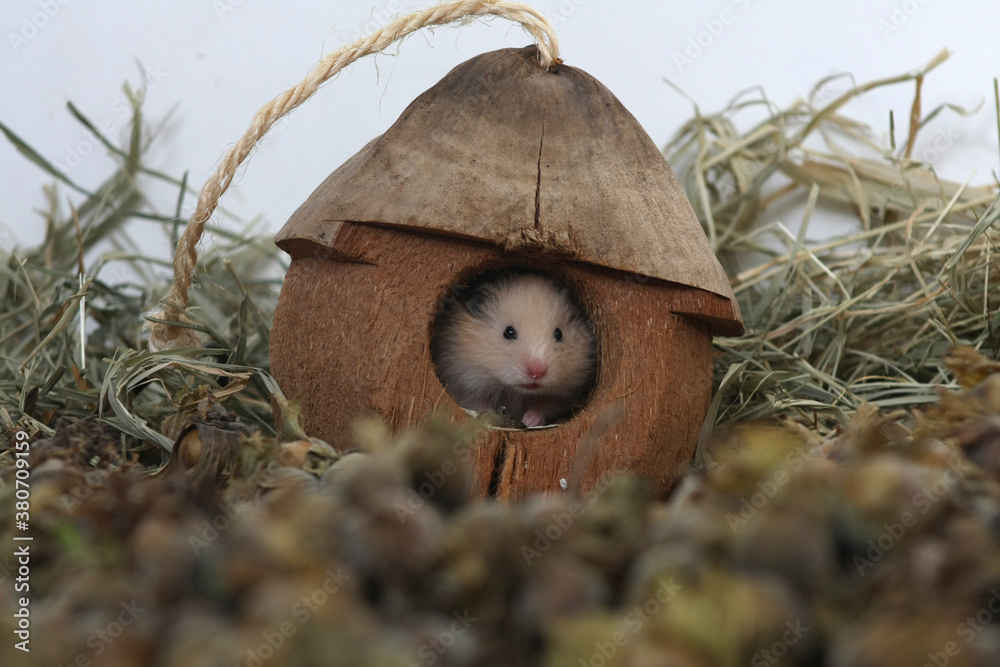the funny face of a syrian hamster poked out of the house Stock Photo | Adobe Stock the funny face of a syrian hamster poked out of the house Stock Photo | Adobe Stock