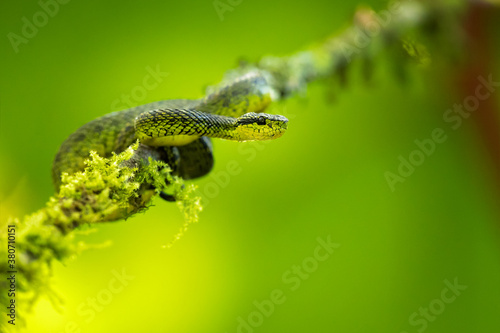 Bothriechis nigroviridis is a venomous pit viper species found in the mountains of Costa Rica and Panama. No subspecies are currently recognized