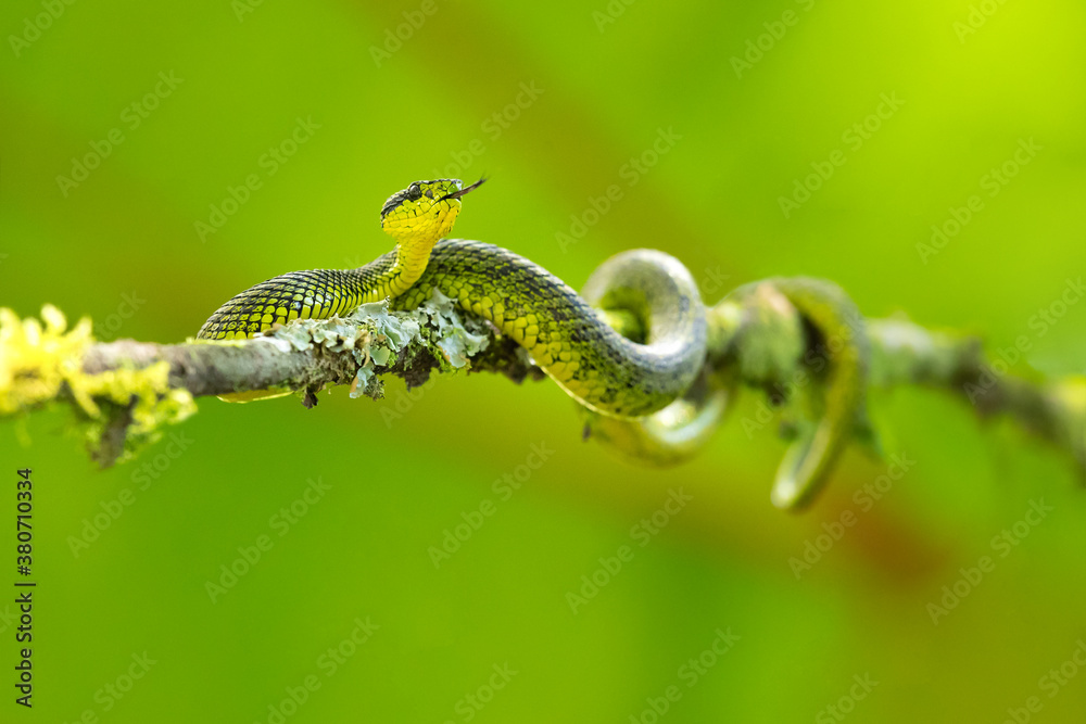 Φωτογραφία Bothriechis nigroviridis is a venomous pit viper species found in the mountains of Costa Rica and Panama