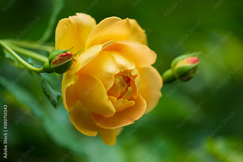 Close-Up Of Yellow Rose Blooming In Autumn Garden Close-Up Of Yellow Rose Blooming In Autumn Garden