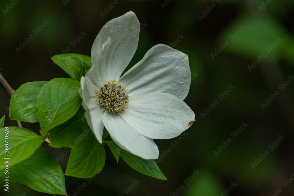 Dogwood flower Dogwood flower