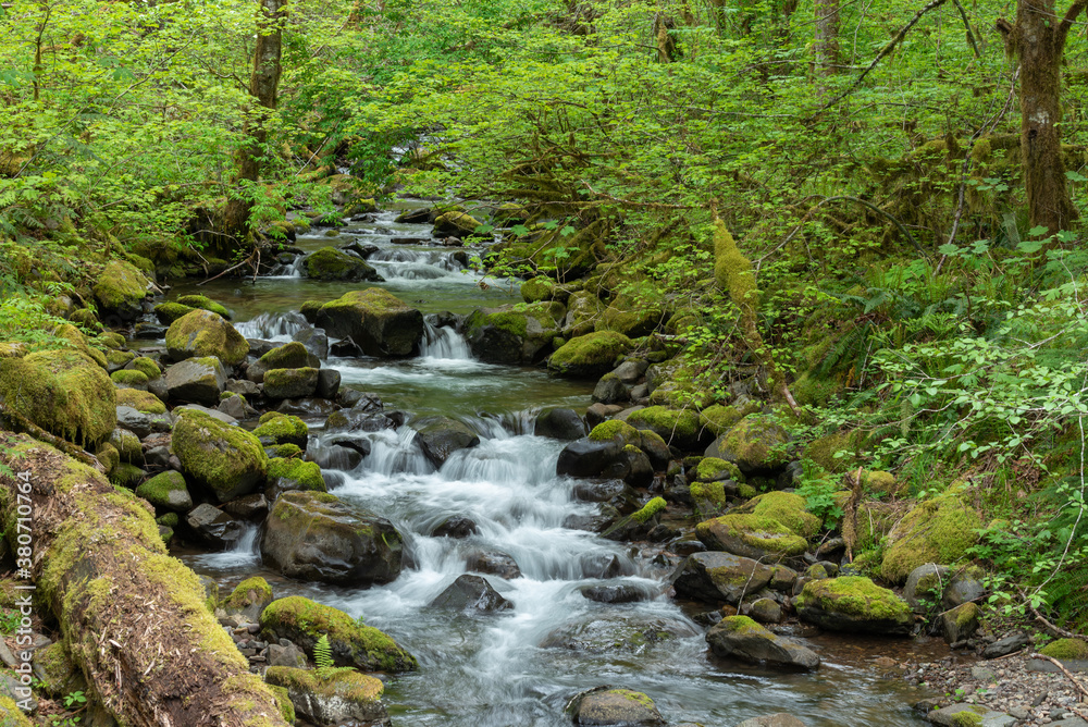 stream in the forest