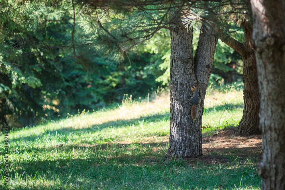 Pretty squirrel on pine tree in national forest park. Wildlife in green grass and tree landscape nature. Pretty squirrel on pine tree in national forest park. Wildlife in green grass and tree landscape nature.