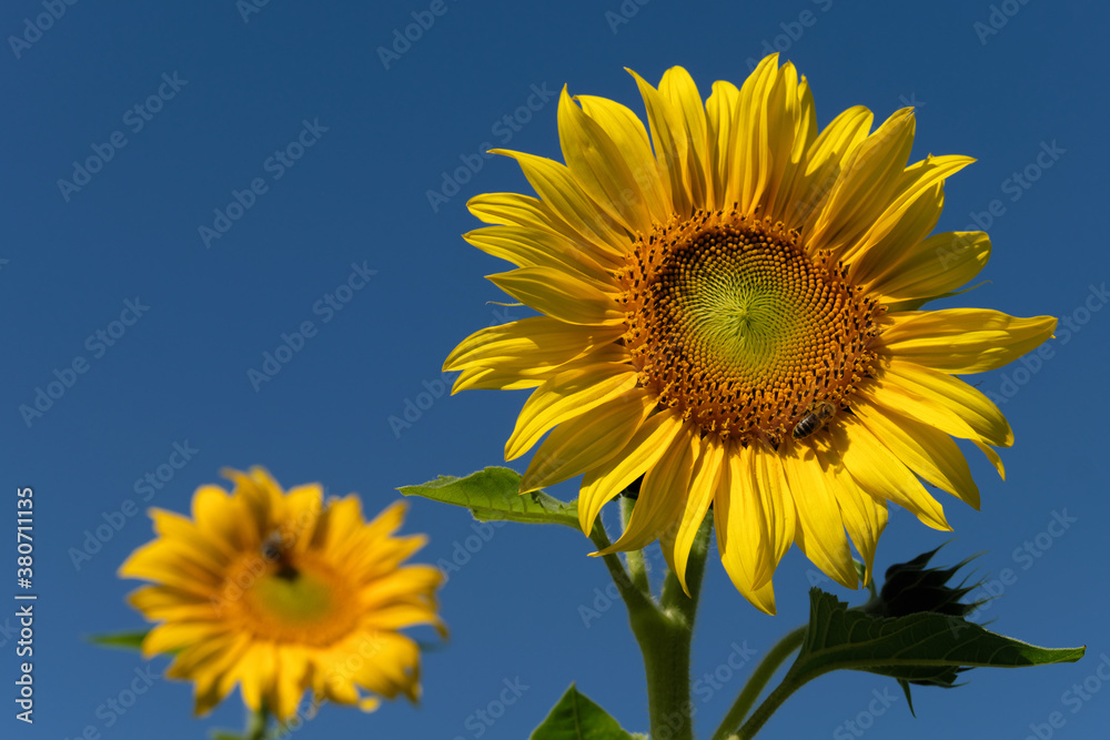 Sunflowers with bees and blue sky and sunny weather - Stockphoto Sunflowers with bees and blue sky and sunny weather - Stockphoto