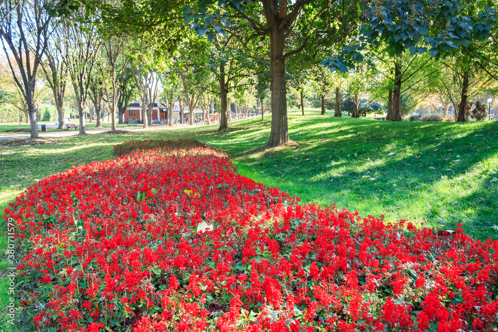 Red flowers between green grass and trees in park in summer day