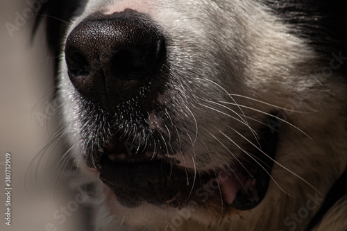 macro del hocico de un perro boyero de berna photo