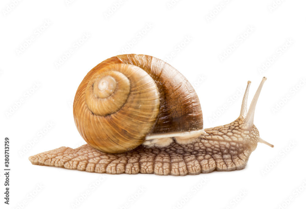 Garden snail isolated on white. Garden snail isolated on white.