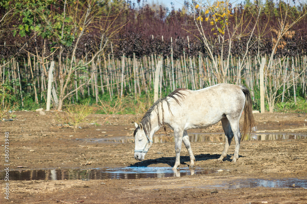 Naklejka premium White horse in farm. Horse on soil ground in barn with trees in summer day.