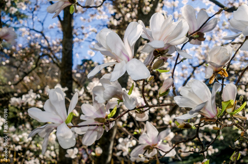 Loebner Magnolia (Magnolia loebneri) in park, Crimea photo