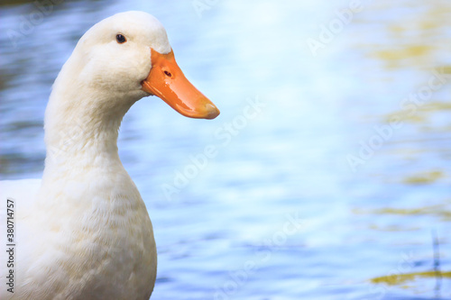 Close-up of white duck with orange beak near the lake with copy space.