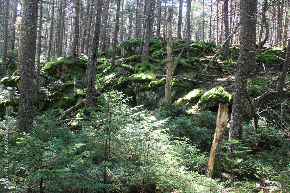 Obraz premium The Appalachian Trail winding through the Maine Wilderness