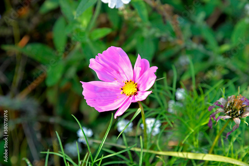 September 2020 a multicolored flowering plant called the double-pinnate cosmos common in flower meadows in the city of Białystok in Podlasie in Poland