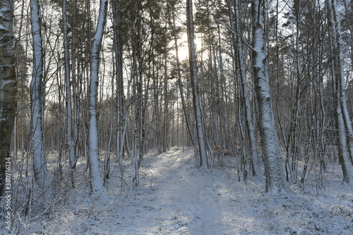 Fototapeta Naklejka Na Ścianę i Meble -  las zima