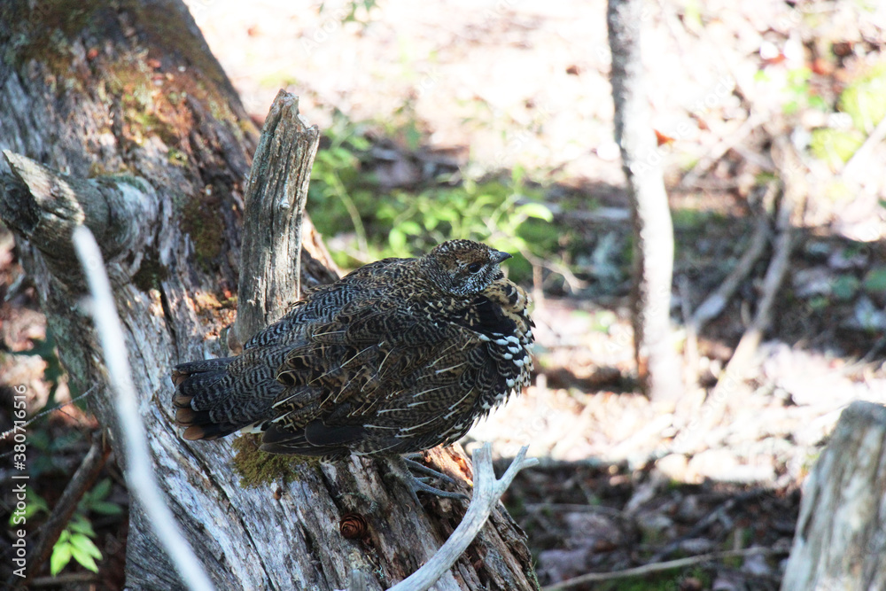 Obraz premium Spruce Grouse