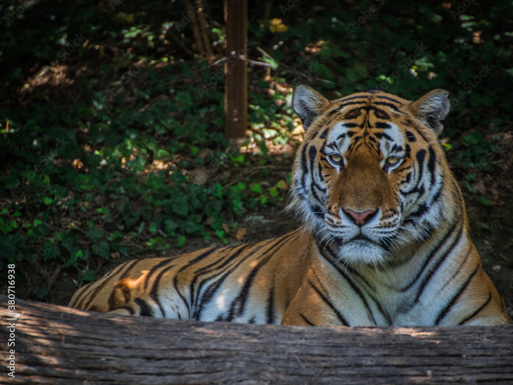 Fototapeta premium Tiger liegend auf dem Boden