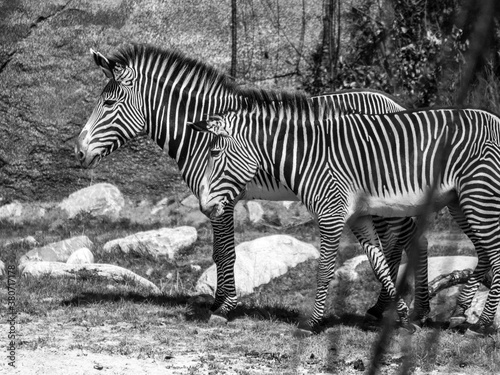 Zwei Zebras  schwarz weiss  Tierwelt