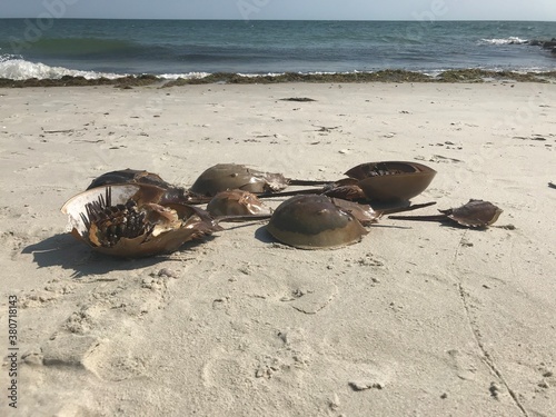 Horseshoe Crab shells on the beach
