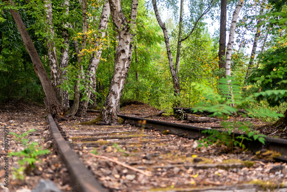Birch grove on a disused railway line Birch grove on a disused railway line