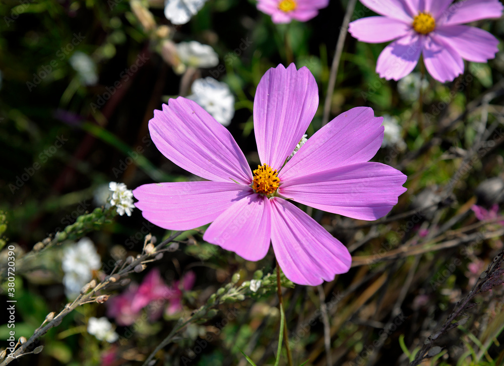 September 2020 a multicolored flowering plant called the double-pinnate cosmos common in flower meadows in the city of Białystok in Podlasie in Poland September 2020 a multicolored flowering plant called the double-pinnate cosmos common in flower meadows in the city of Białystok in Podlasie in Poland