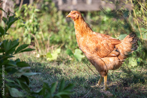 Chicken standing in a courtyard full of green vegetation on a farm in rural environment