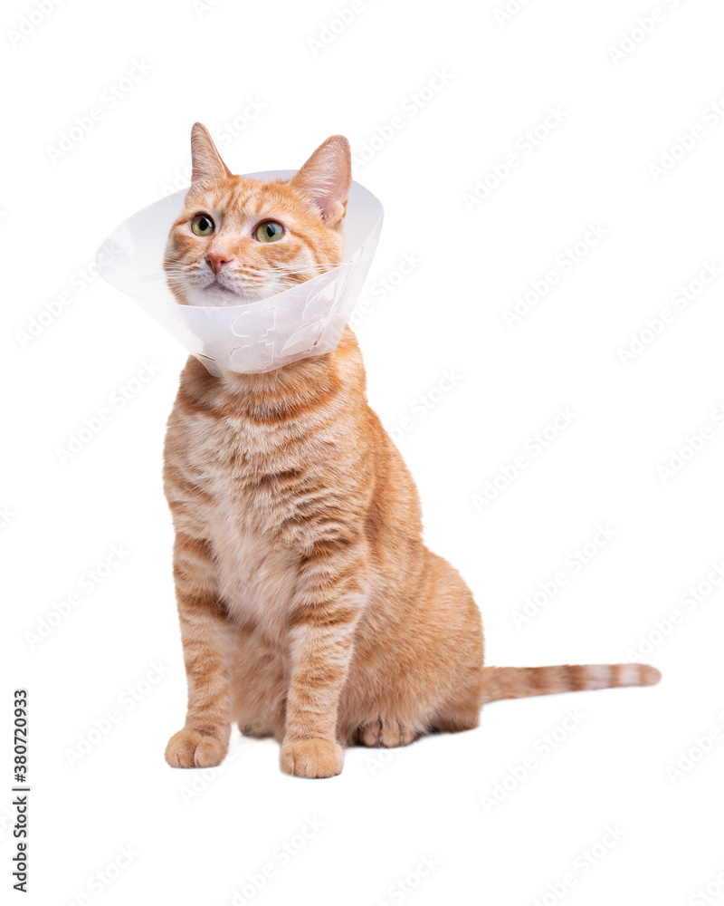 The cat wears a cone collar to protect and prevent licking the wound