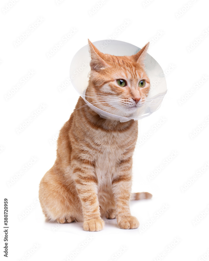 The cat wears a cone collar to protect and prevent licking the wound