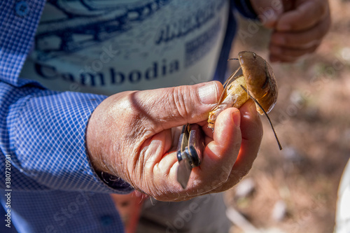 Foto Man with a knife holding a yellow Weeping bolete mushroom in a pines forest, A